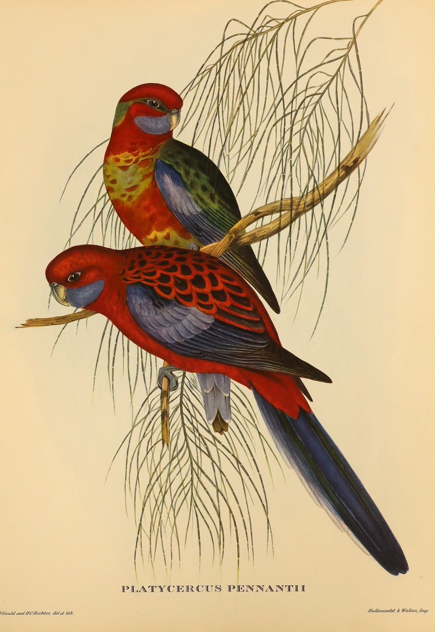 After John Gould (1804-1881) & H C Richter, 'Uccelli Tropicali', a folio of ten colour lithographs, birds, 40 x 30cm